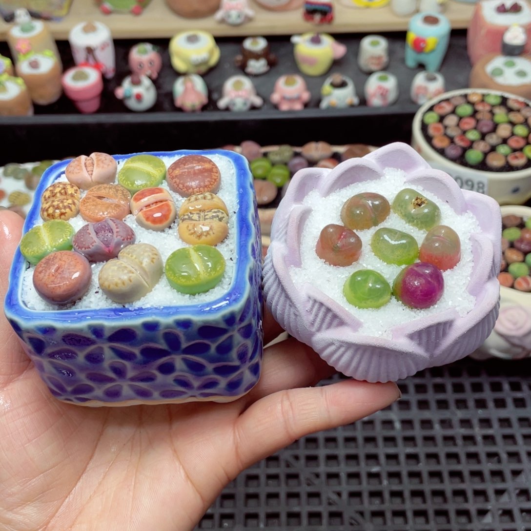 w8112 带盆土发货-零下地区拍保温箱