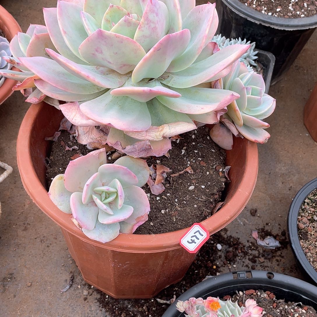 477凤 一物一拍多肉