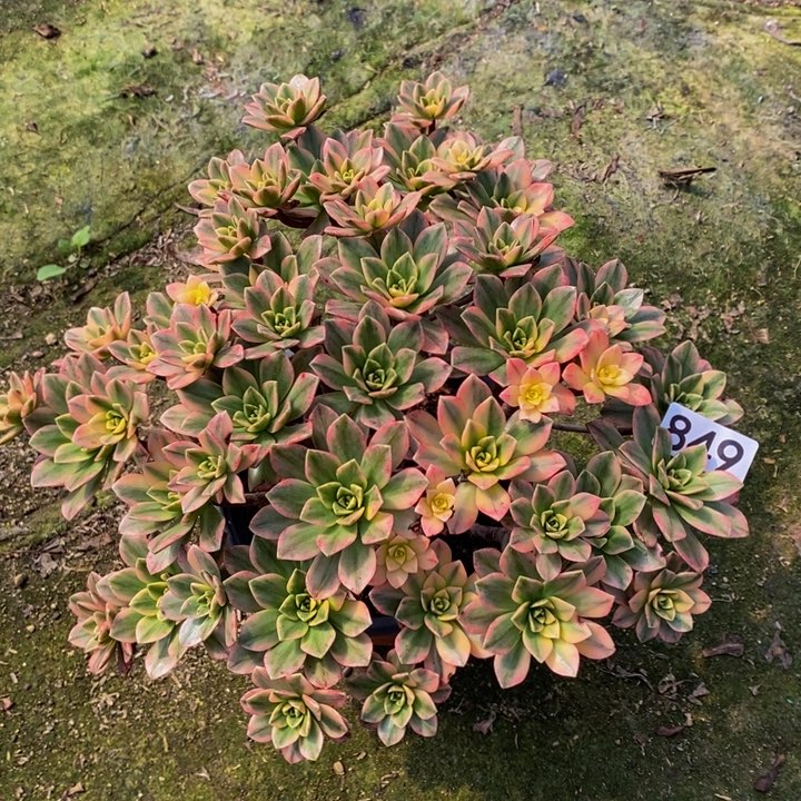 甜茶多肉植物849