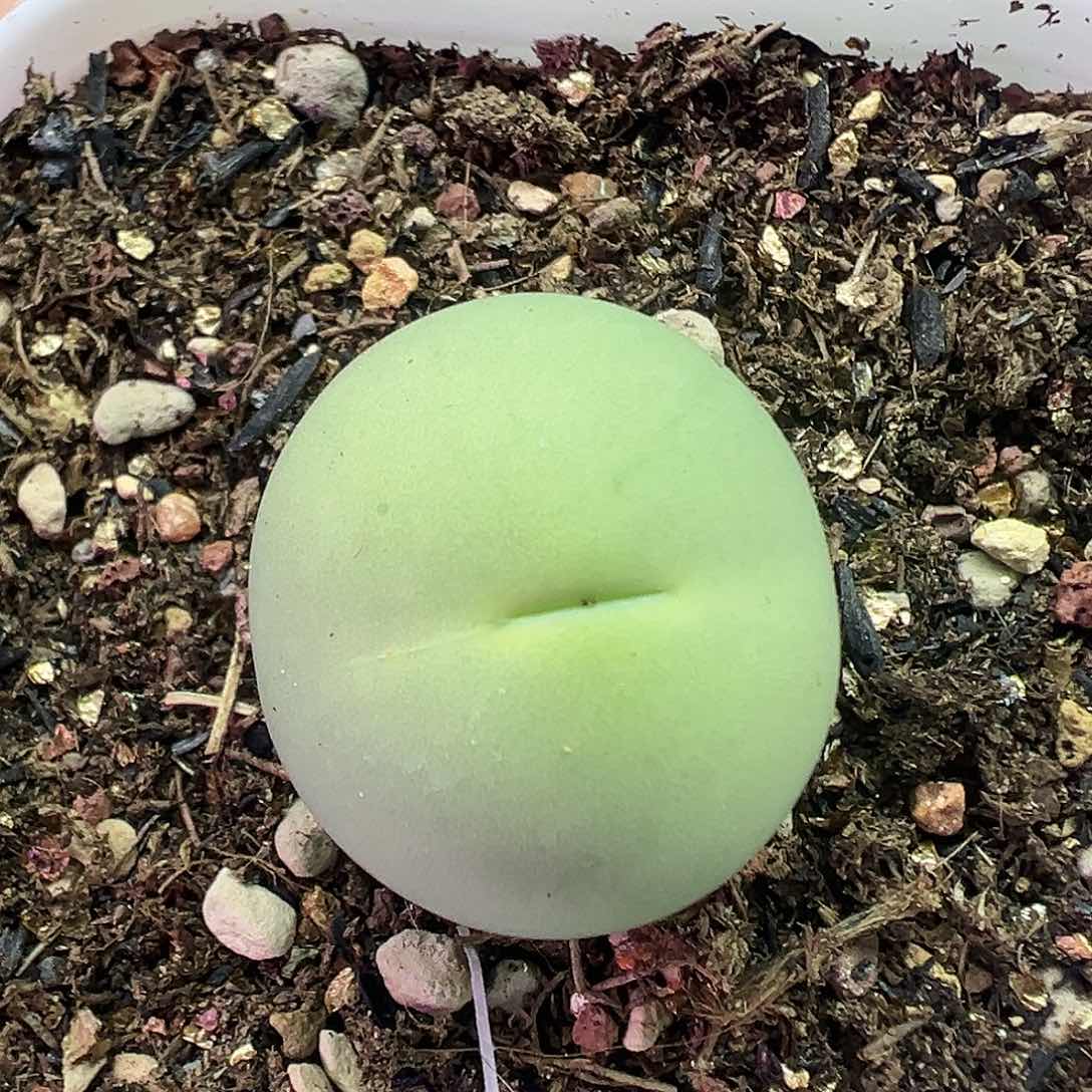 498鸽子蛋带盆土发货