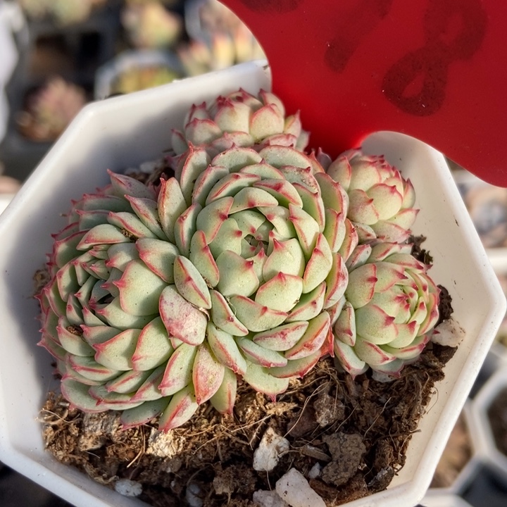 698小红船多肉植物