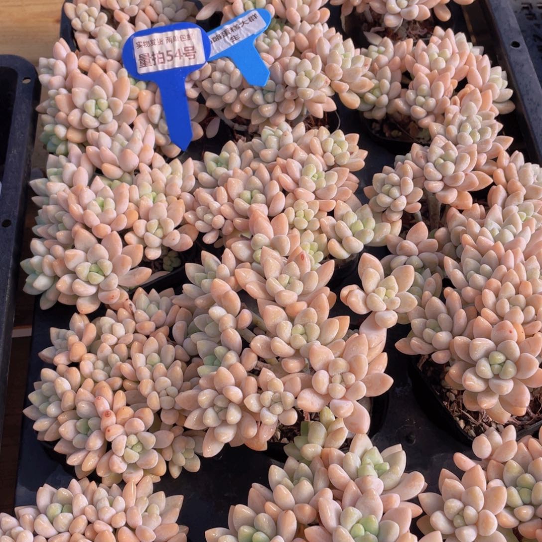 量拍54号 奶酪蛋糕大群生一个