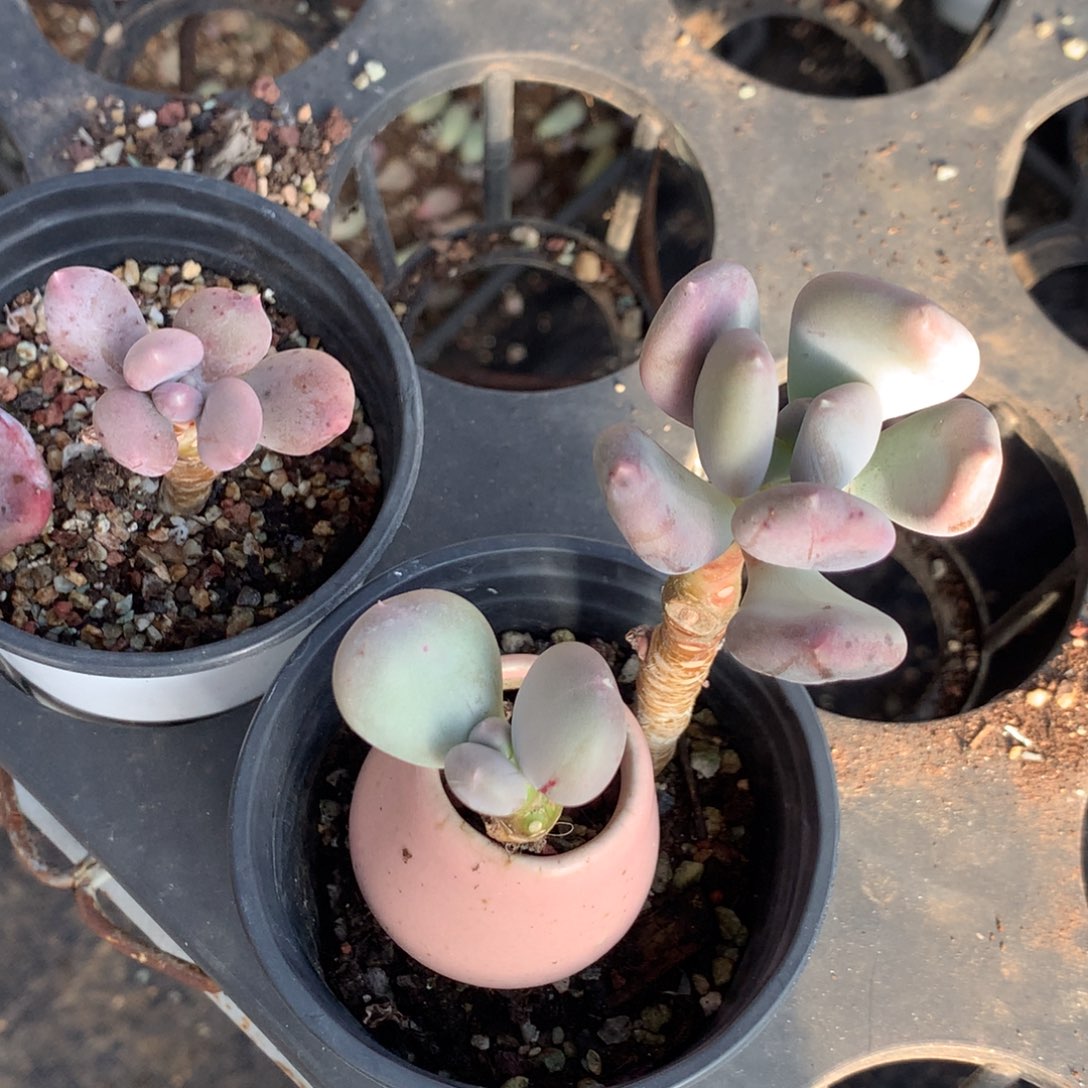 子***a小屁桃 瑕疵不售后 