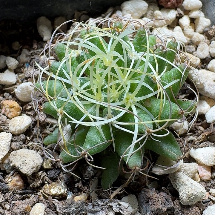 886卷刺琴丝脱土发货