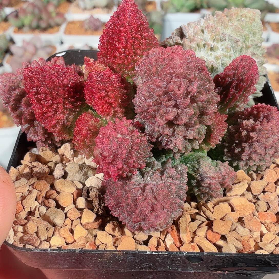 朱紫玉           