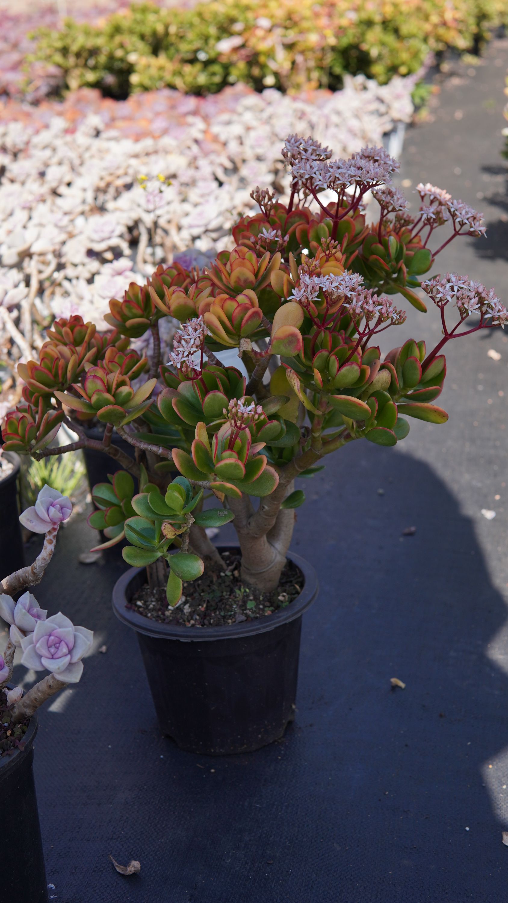 【黄金花月】新手推荐好养带盆带土阳台盆栽家庭绿植