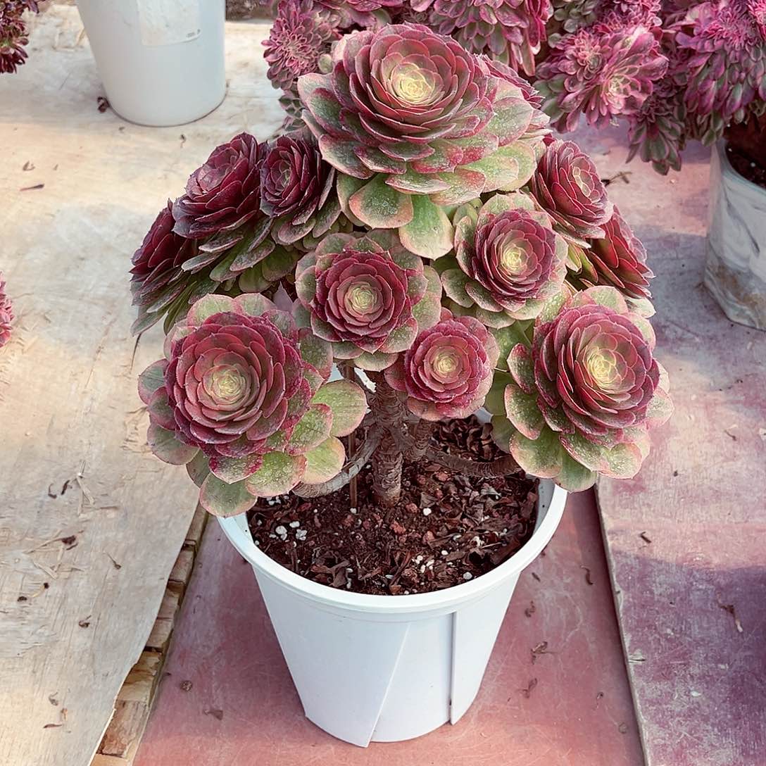 法师多肉哈哈哈哈