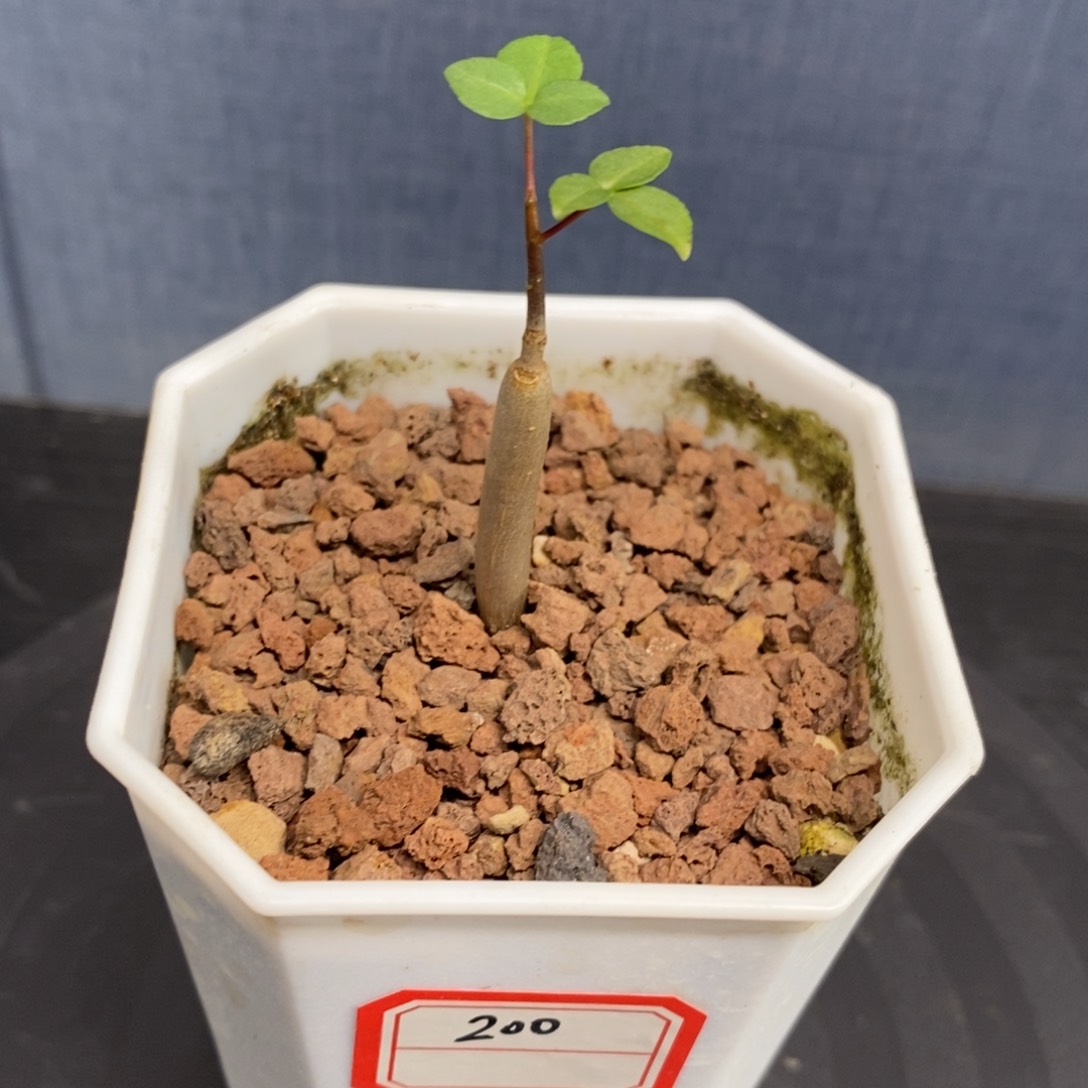 汗巴提没药实生带盆