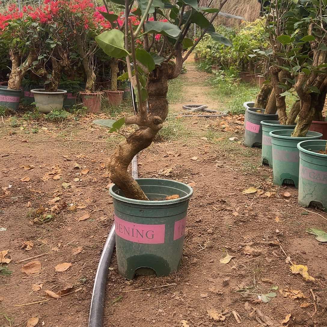 无花朵同安红大老桩