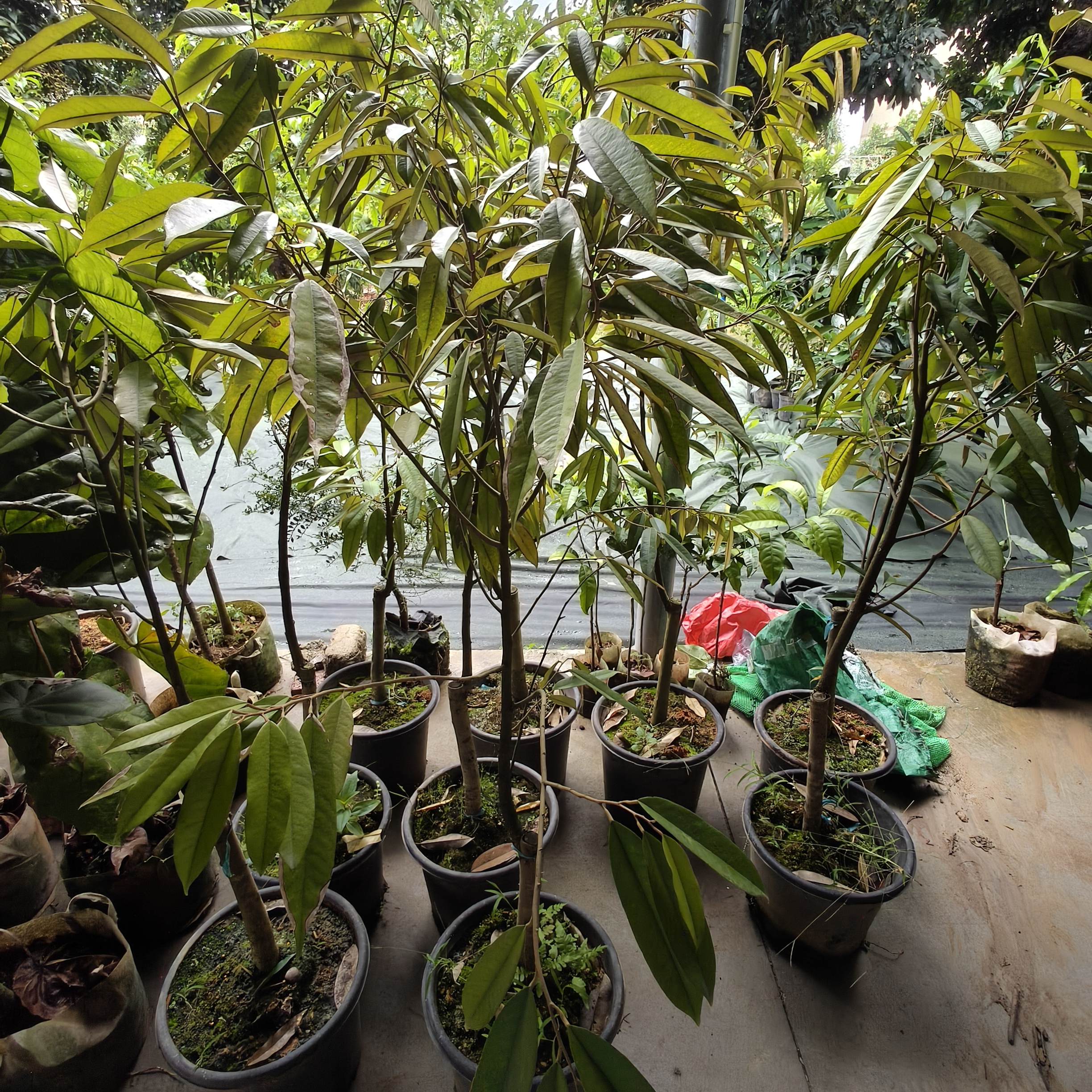 猫山榴苗绿植地栽盆栽庭院种植