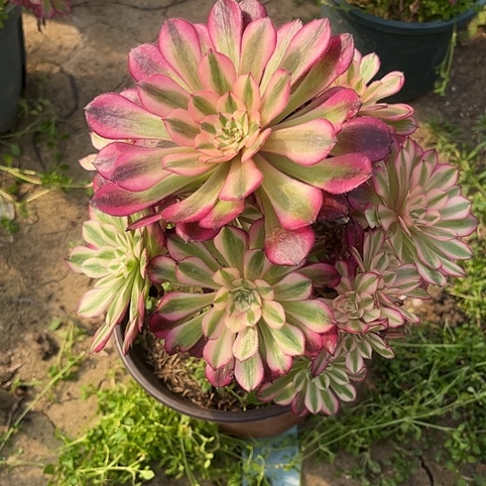 多肉植物红茼超白57