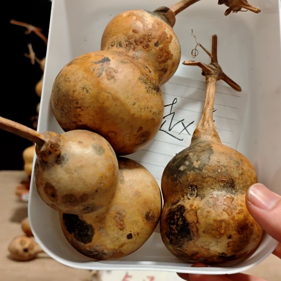 赵***利直播间专拍葫芦葫芦