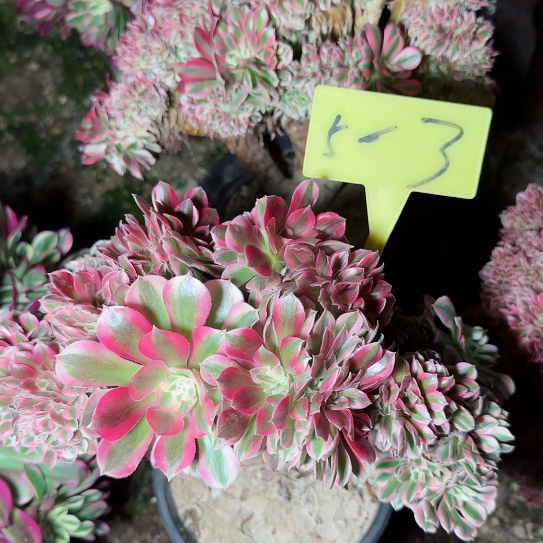 5-3---多头多肉植物