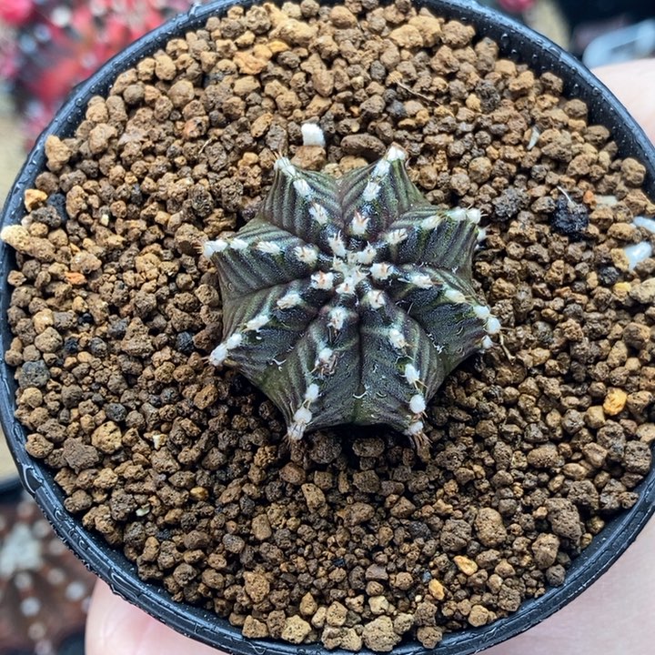 星际线 米哈仙人球