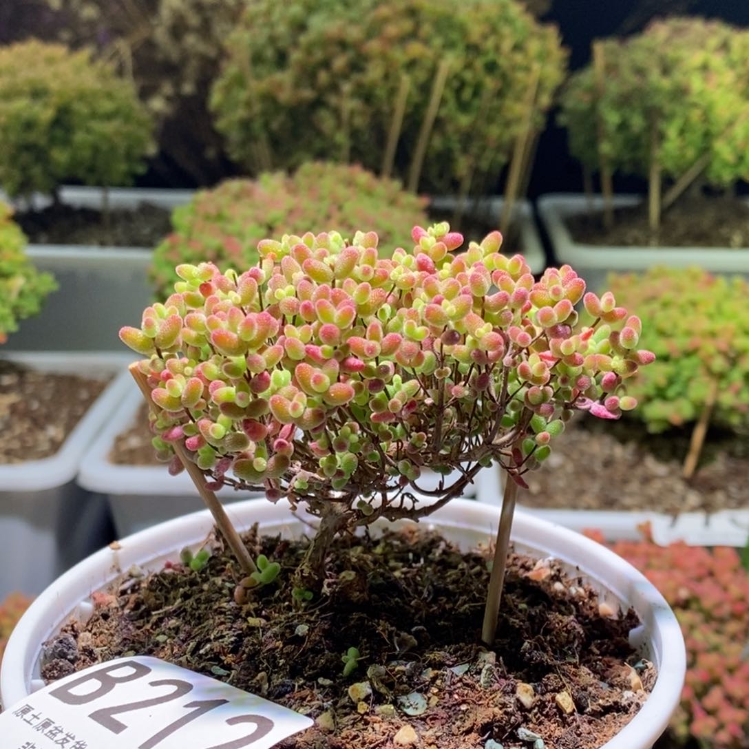 蜜桔糖球枝干番杏B212