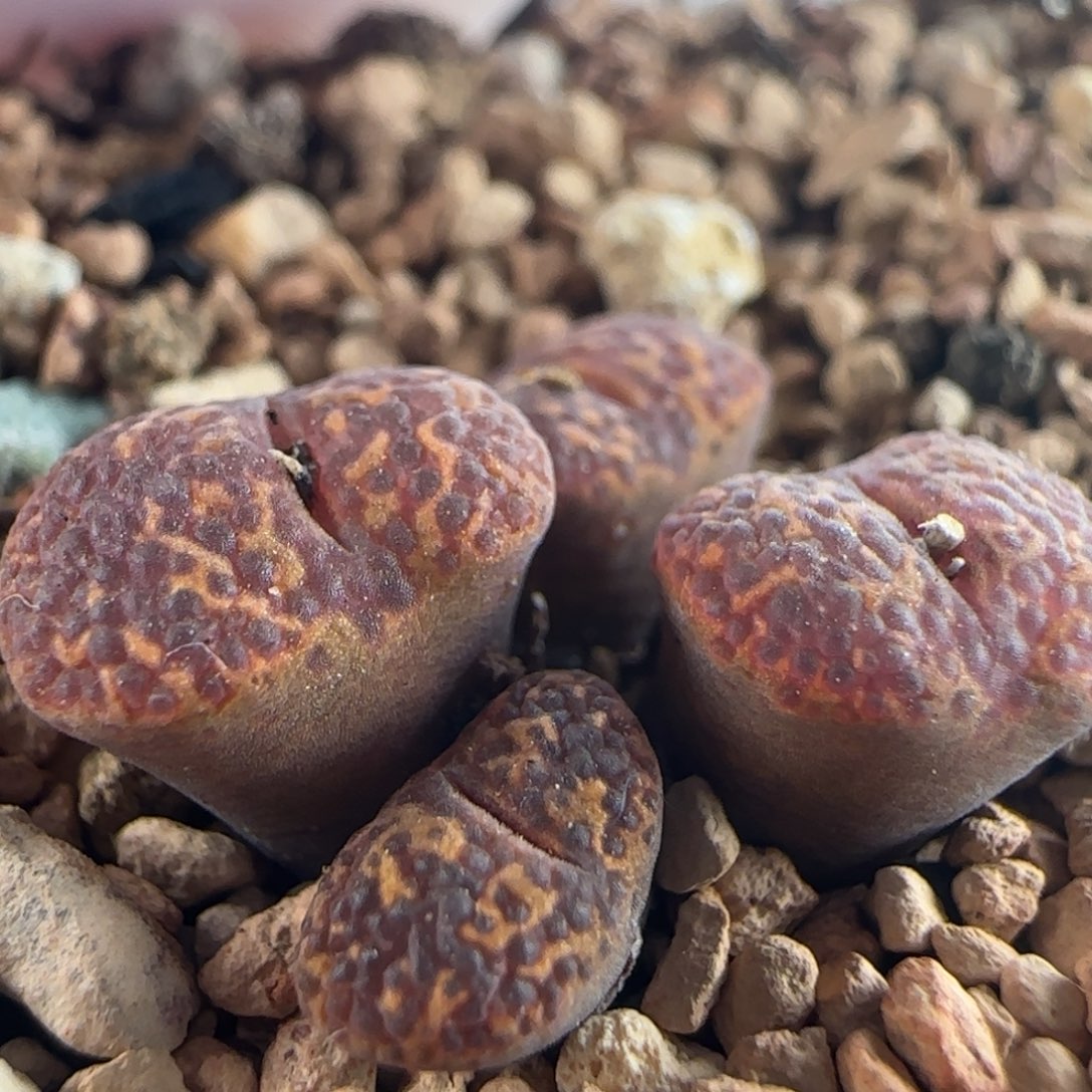 1994/四头泡泡勋章/