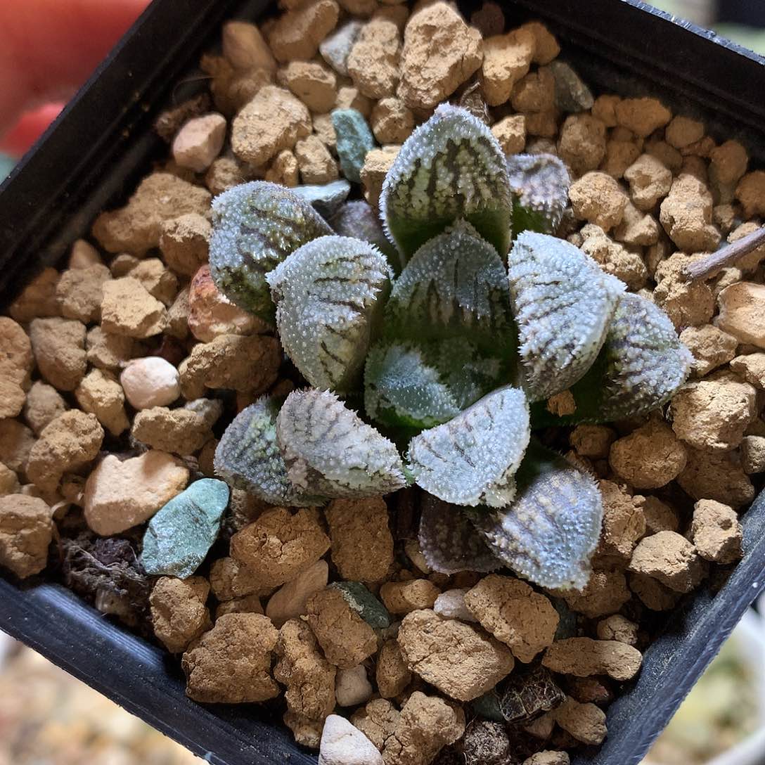 实生寿。hongwenshoujin