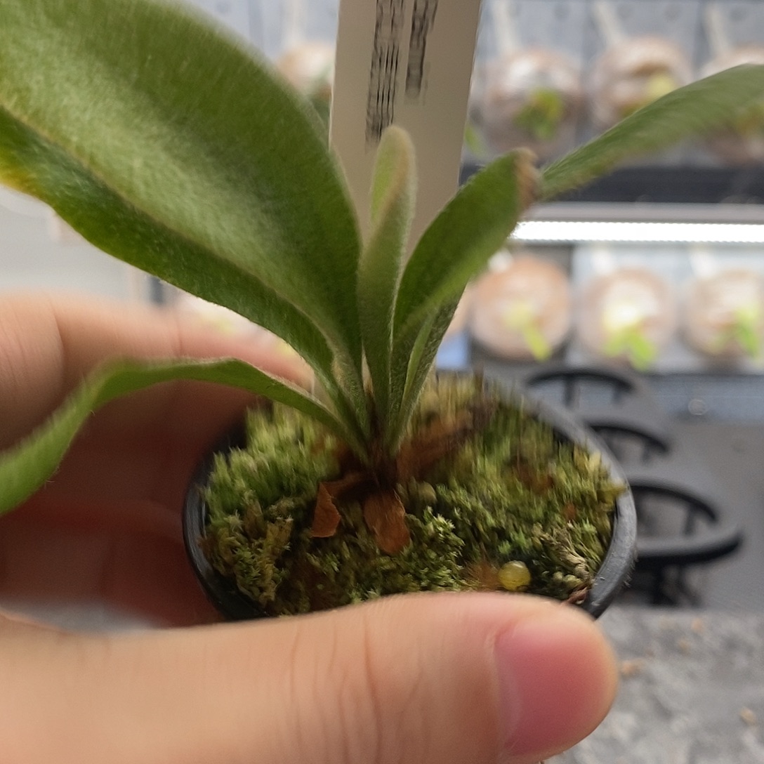 无花朵斑比鹿角蕨