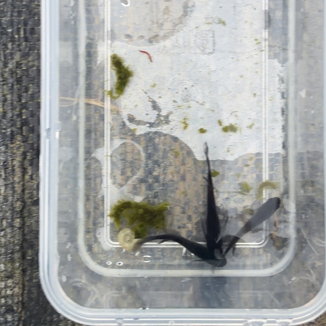 青鳉鱼观背青鳉47