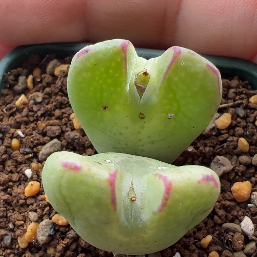 198。福利少将 多肉植物