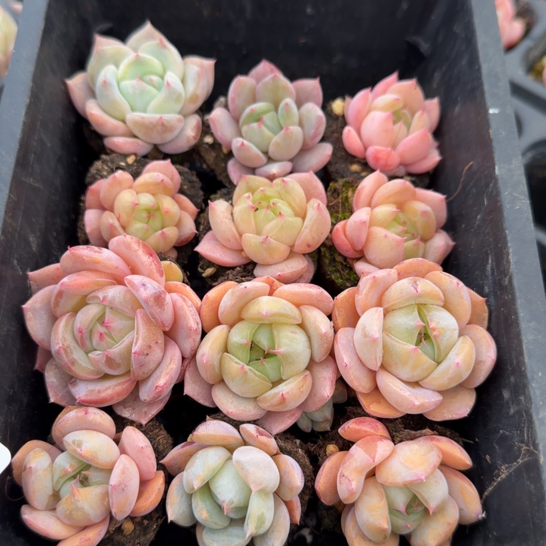 13-39款胖体珍妮二十颗量拍侧门右三右四