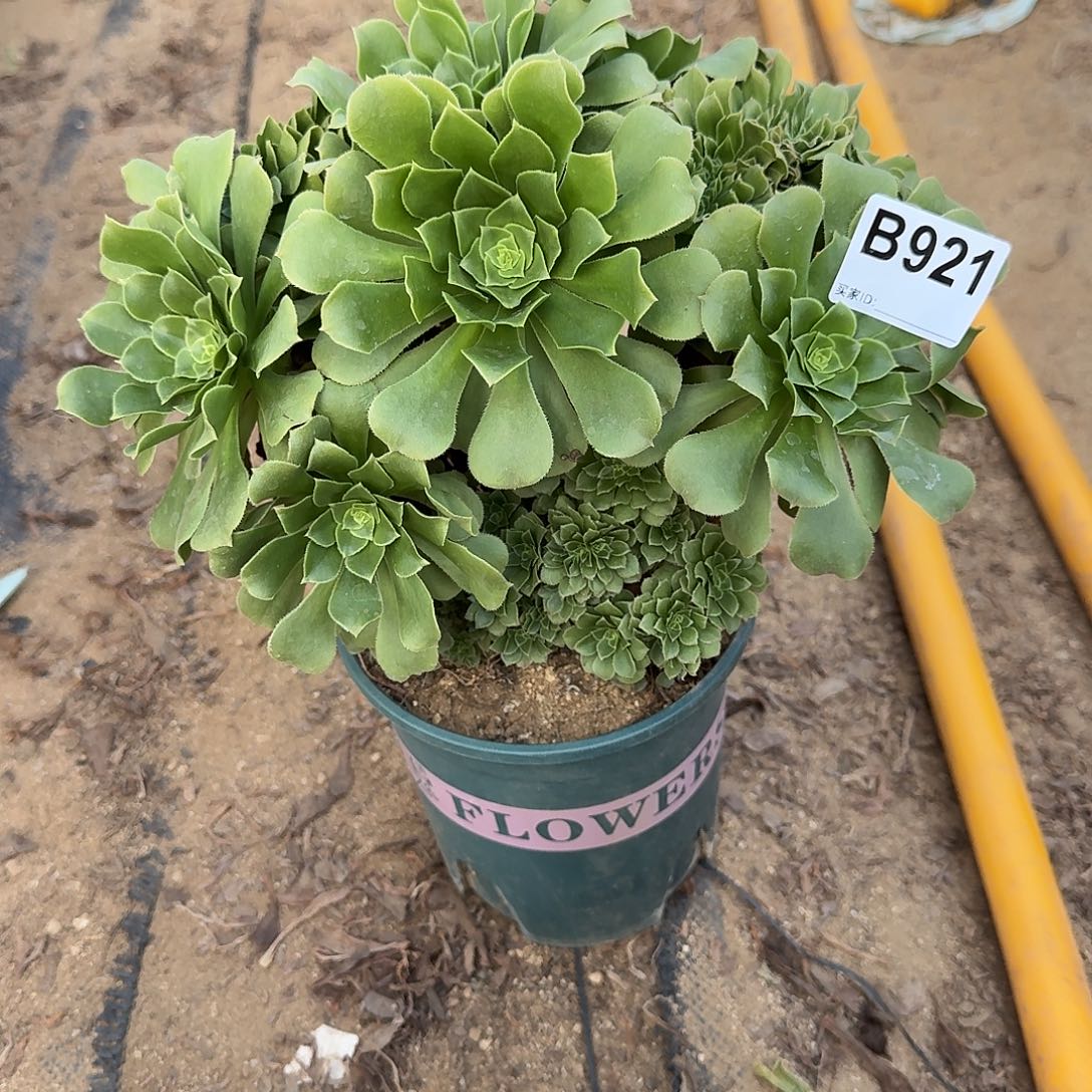 921绿缀朵朵一颗满28包邮