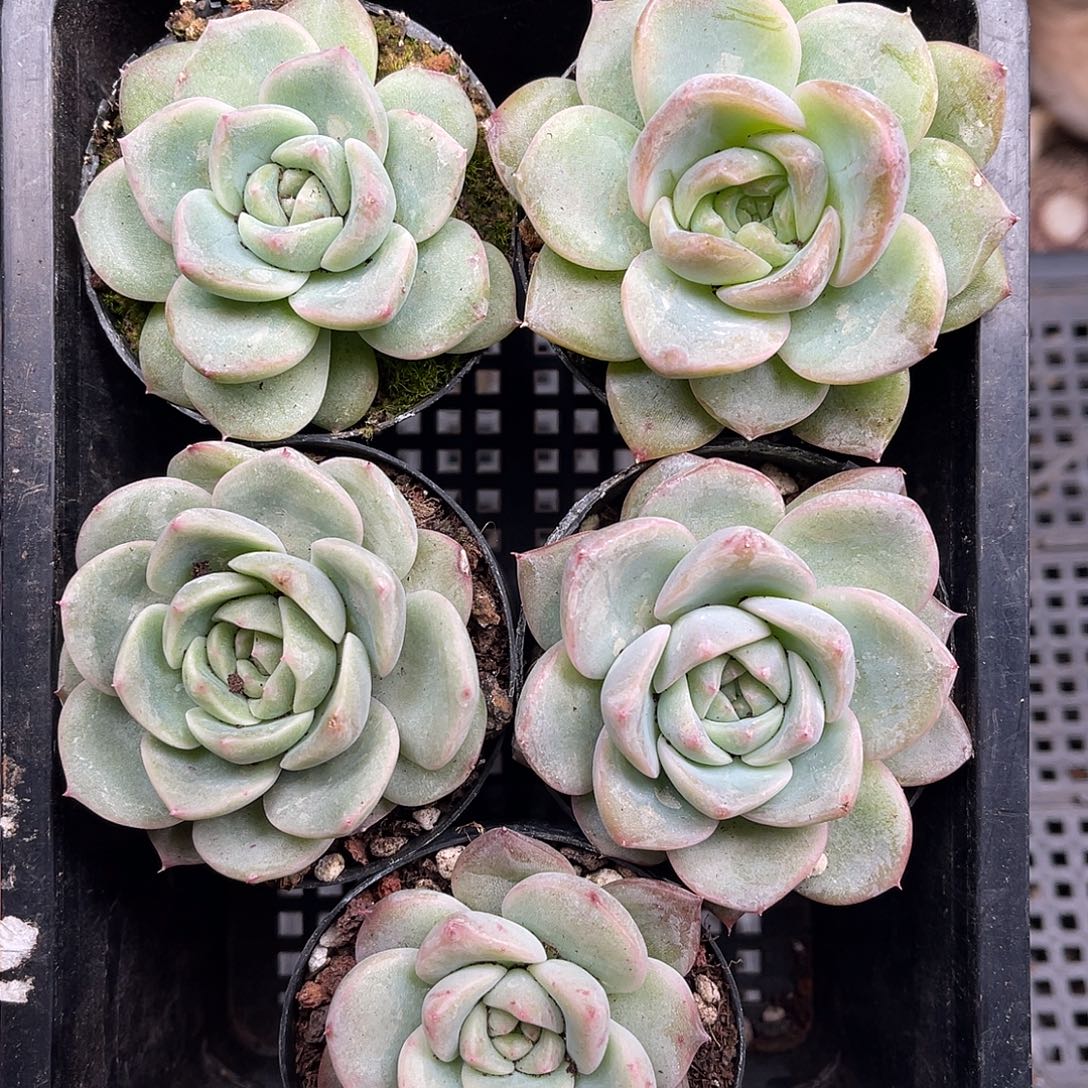 多肉一物一拍30-173