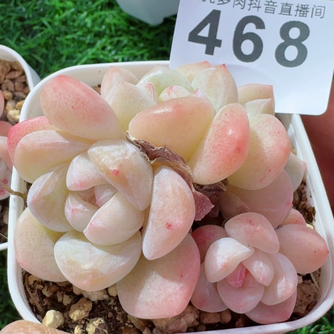 冰玉群生整装无砍