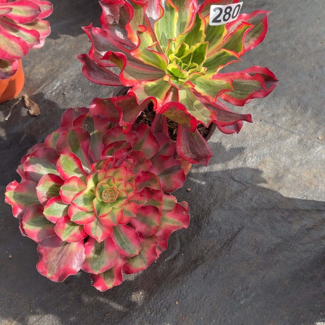 280多肉植物2颗一组