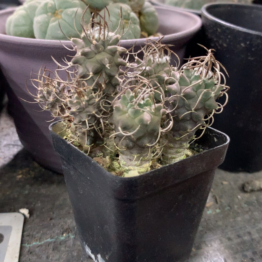 开播福利实生一盆