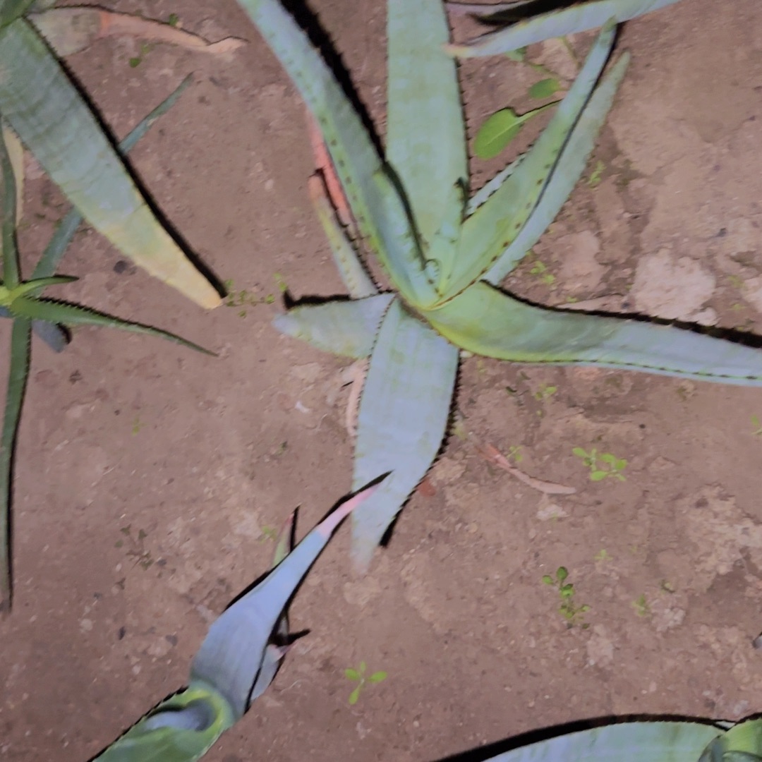 0***0块根植物块根植物