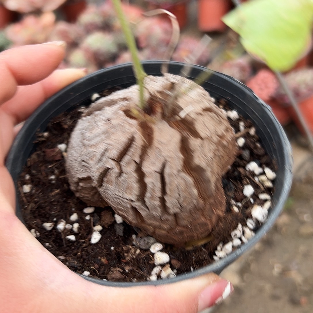 多肉植物龟甲龙单头