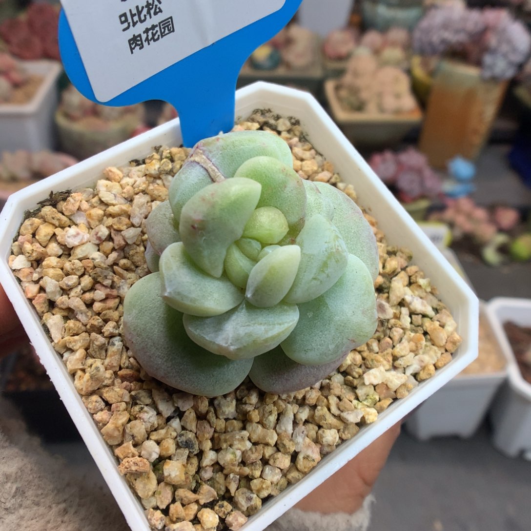 43翡翠心冰玉石化多肉植物