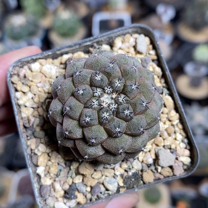 实生蜥蜴皮855号3.5cm