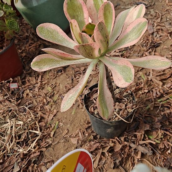 艳姿锦加急发货10