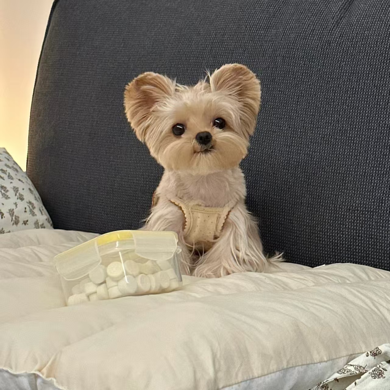 （牛哥宠物严选家）T狗狗活体