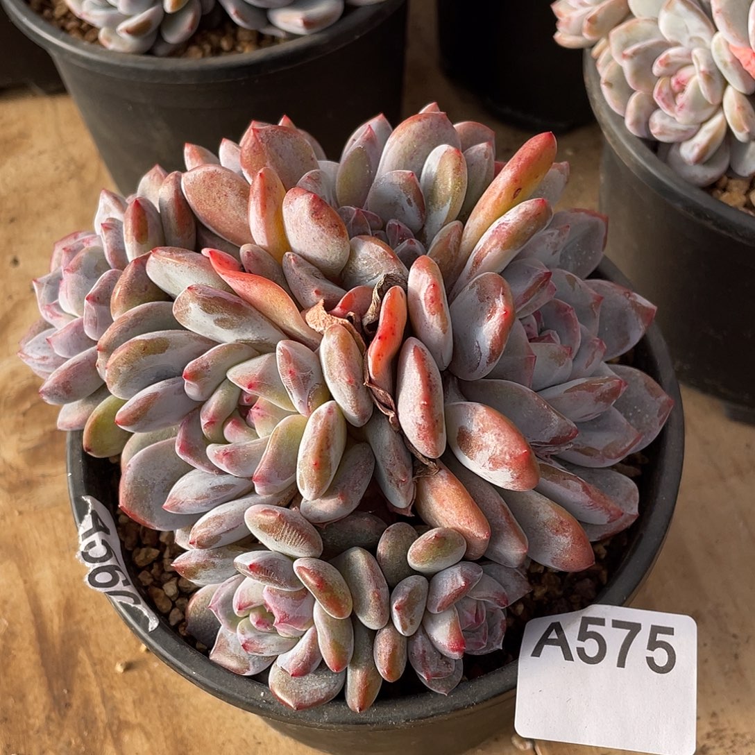 Y***a575多肉植物多肉植物