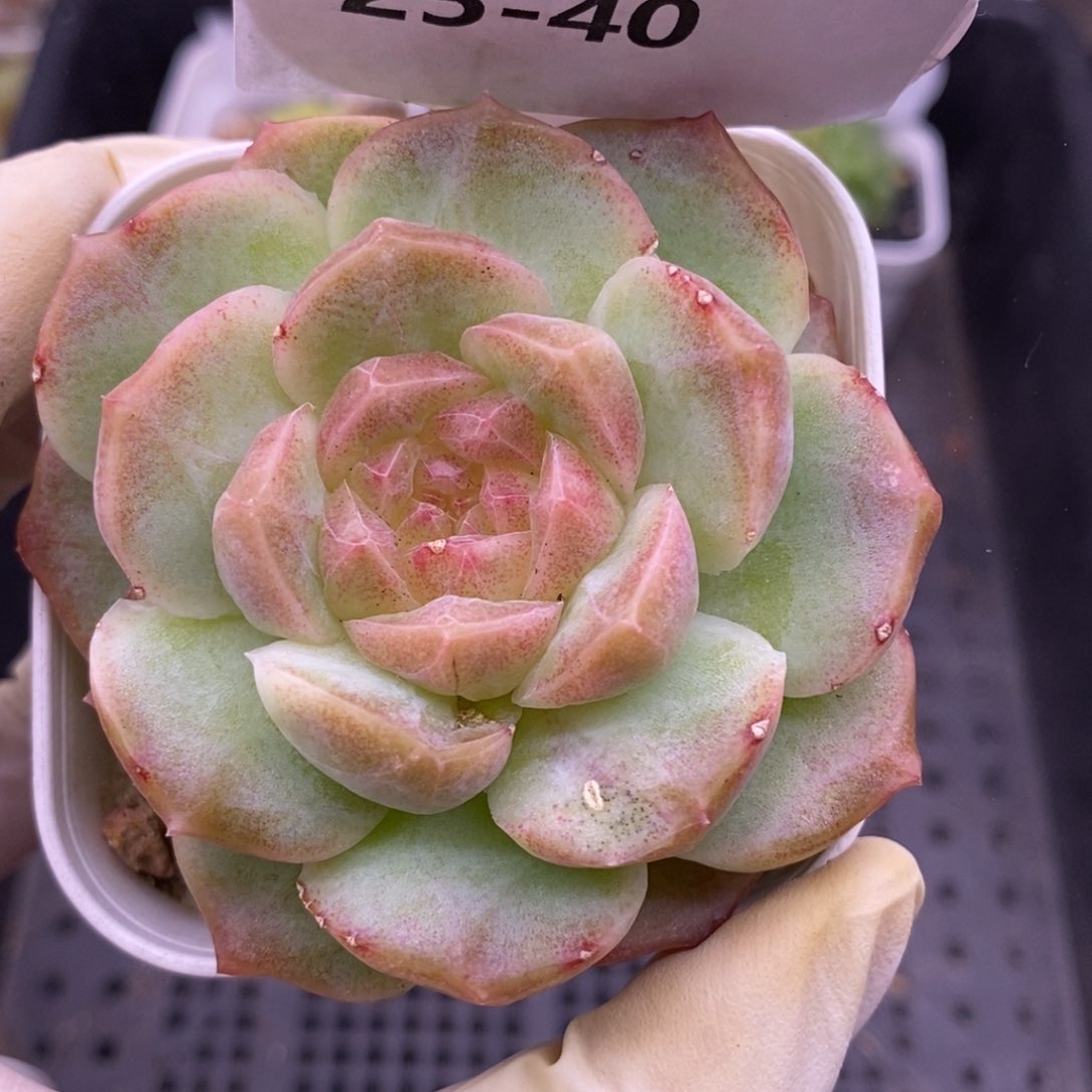 【闪购商品】25-40
