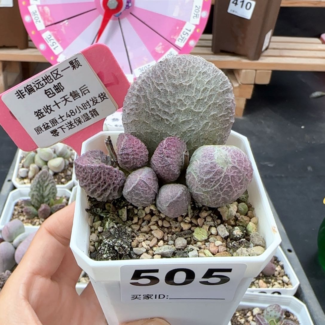 505丸叶哈莫猪肝