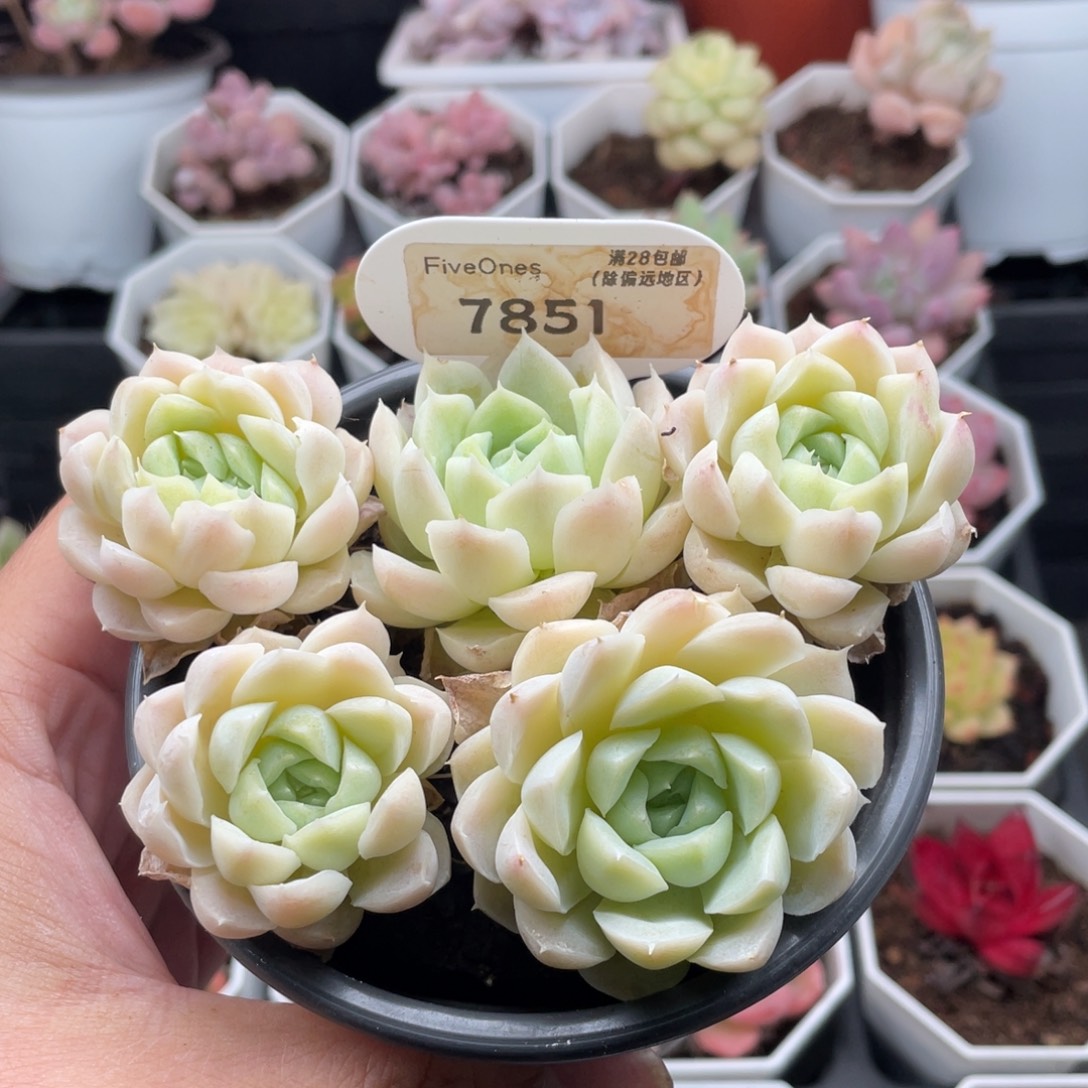 白月影7851-10.5厘米