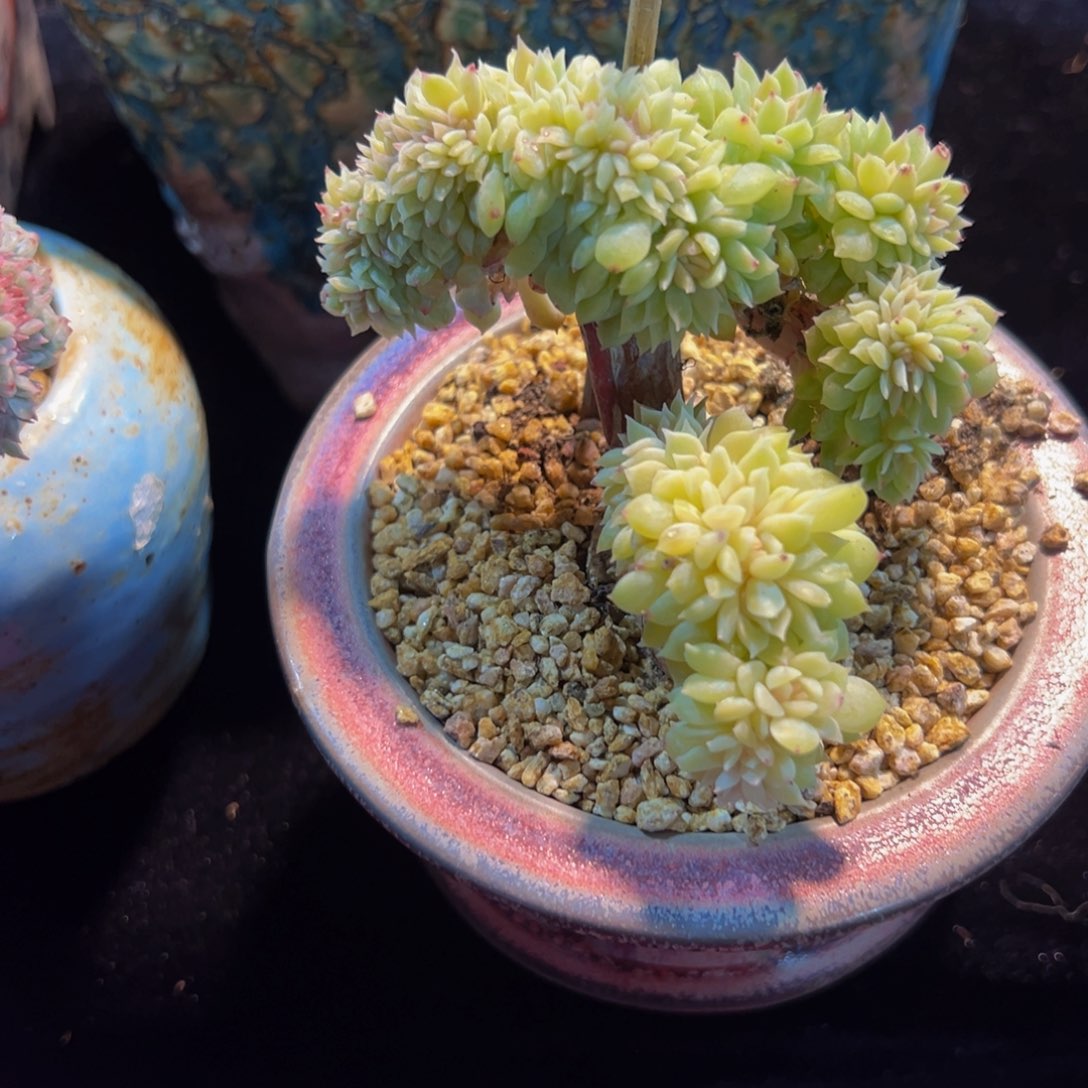 感****?新年快乐 新年快乐