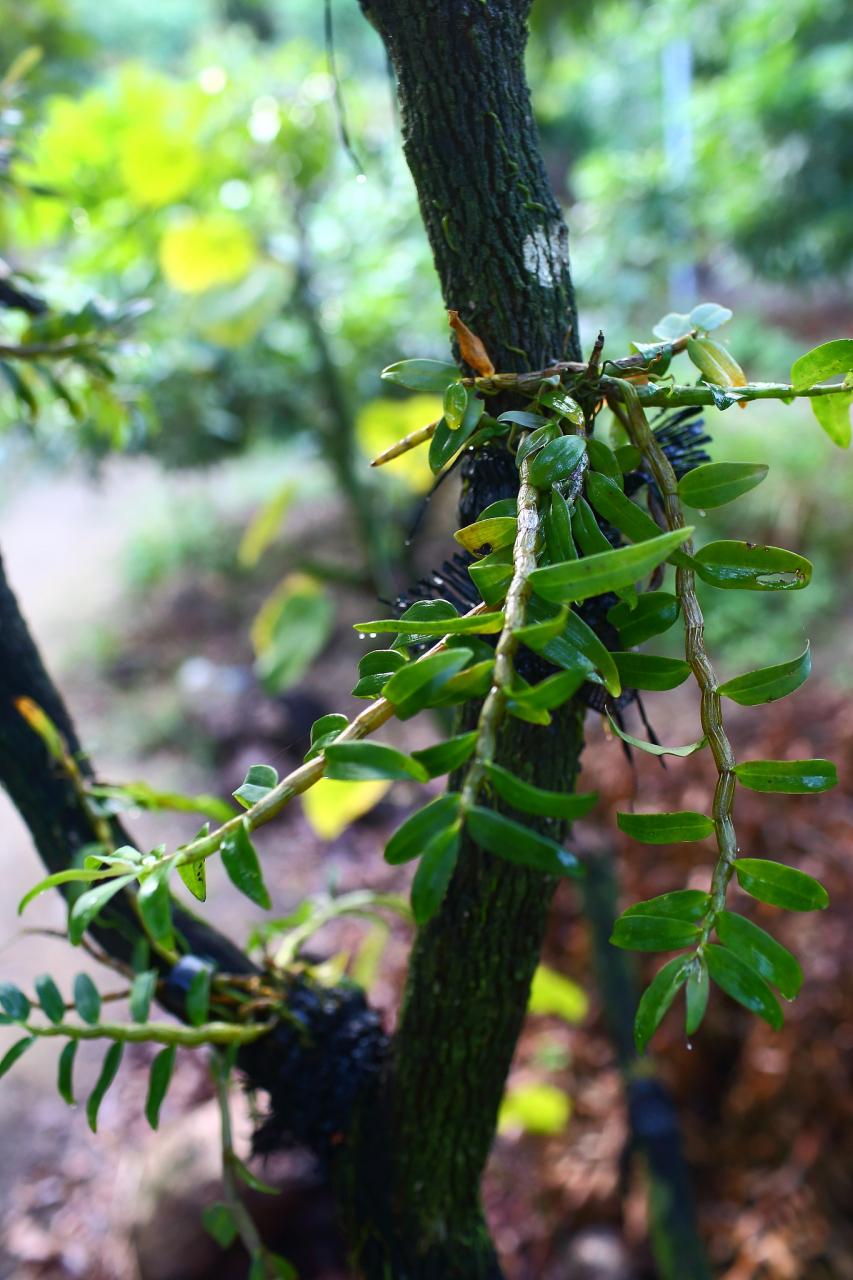 粤北山货胶质石’斛100克