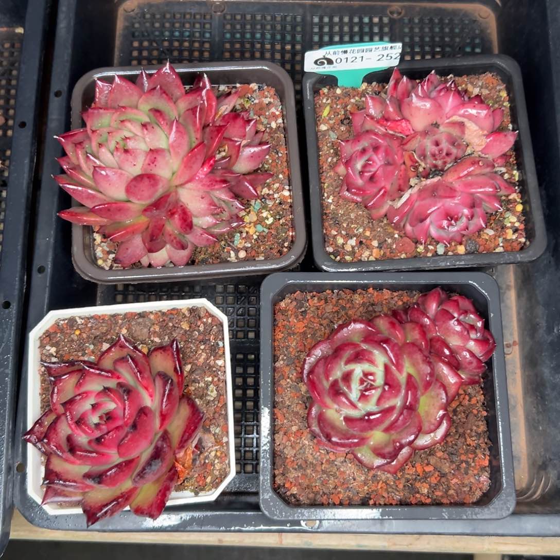 多肉精选编号0121.252