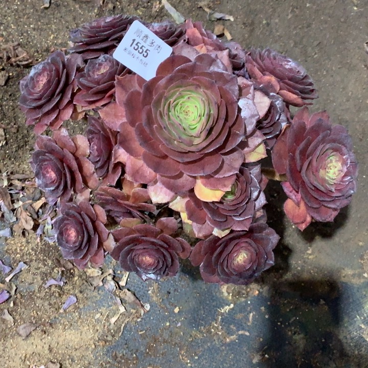 1555红魔多肉植物
