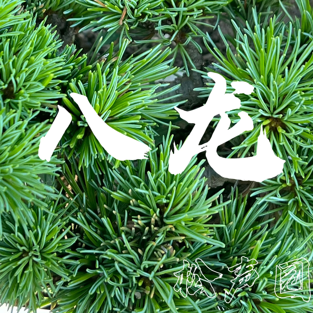 八龙五叶松，进口母树繁育三次修根超低位根接盆景素材