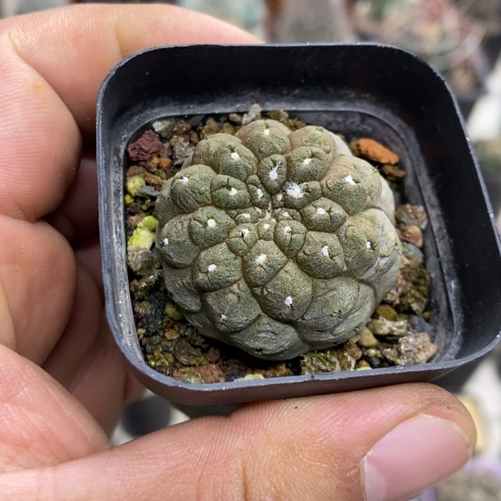 蜥蜴皮特价福利包邮