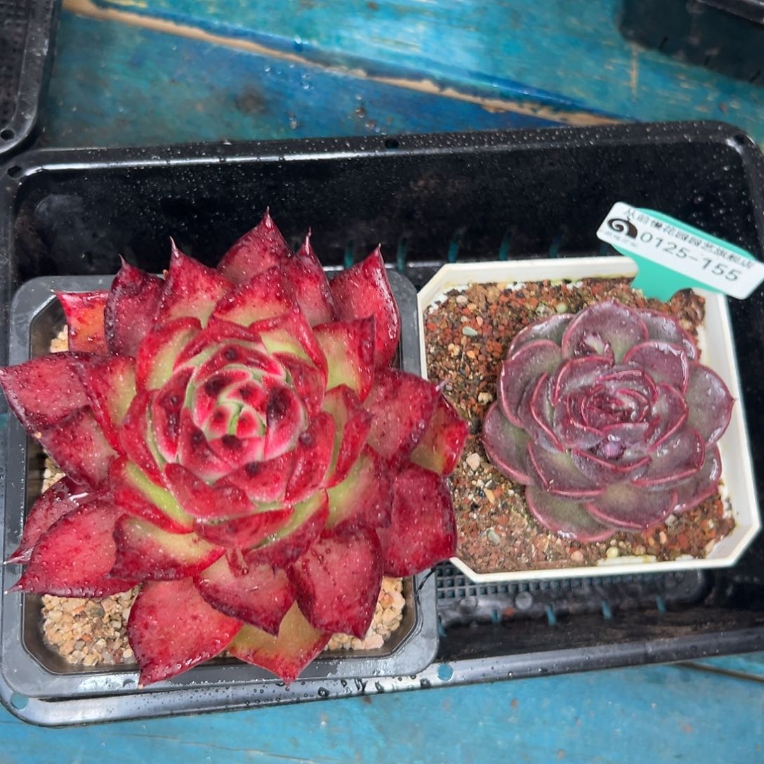 多肉一物一拍编号0125-155