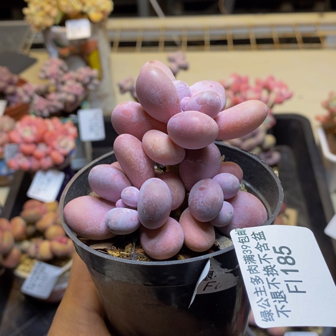 芭比奶酪185/7c m