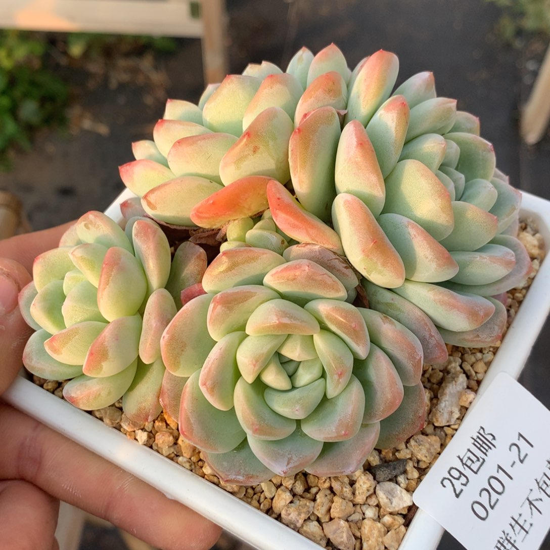 0201-21 老桩冰玉