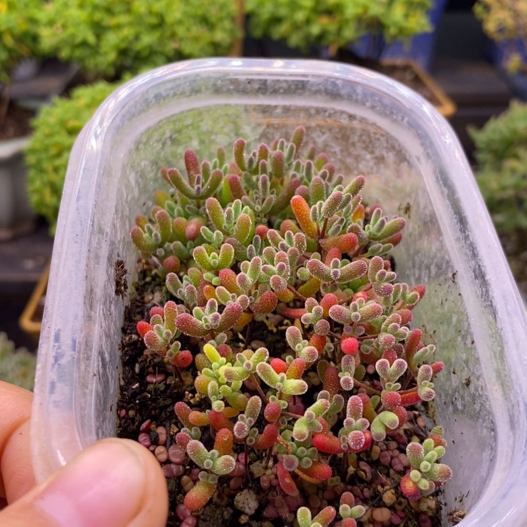 好****?143混合切糕。    